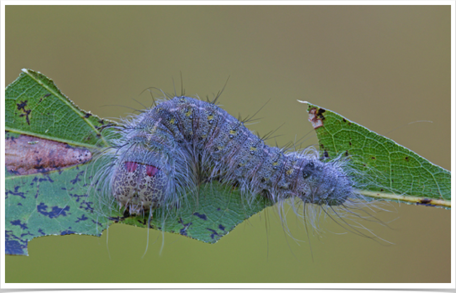 Acronicta lobeliae
Greater Oak Dagger
Lauderdale County, Alabama